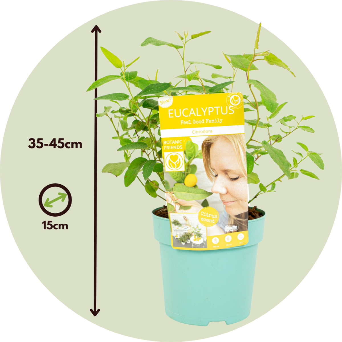 Gum bush - 2 pcs. - Eucalyptus 'Citriodora' - Height 35-45cm - ⌀15cm