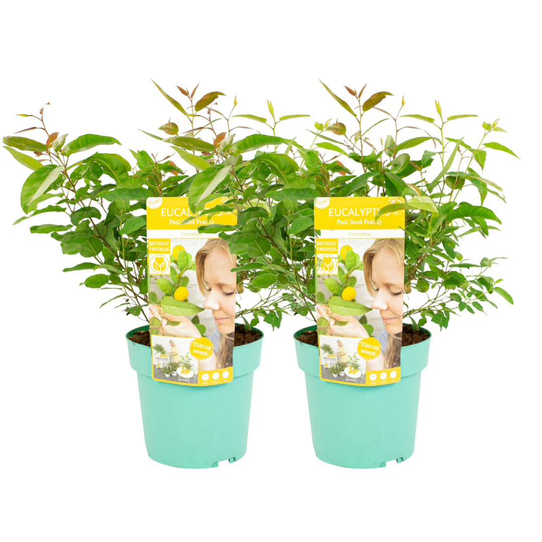 Gum bush - 2 pcs. - Eucalyptus 'Citriodora' - Height 40-50cm - ⌀19cm