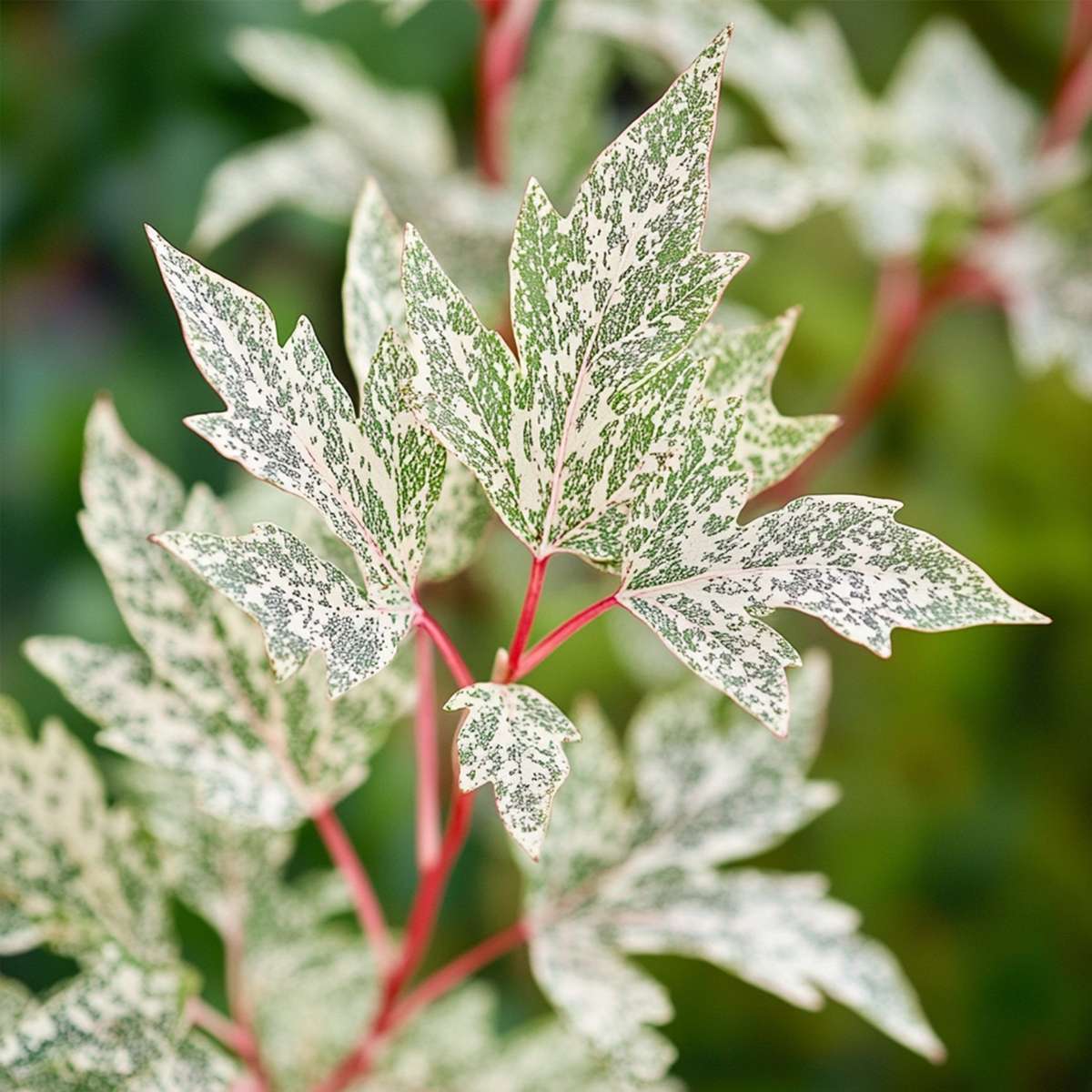 Érable du Japon - Set de 2 - Acer palmatum 'Ukigumo' - Hauteur 35-55cm - ⌀15cm