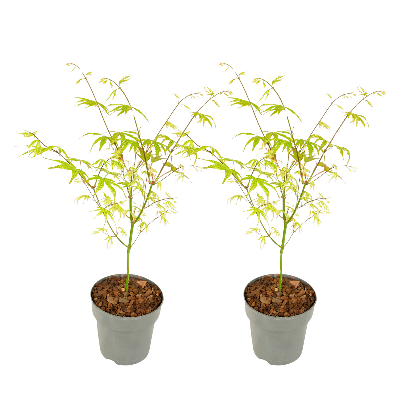 Érable du Japon - Set de 2 - Acer palmatum 'Ukigumo' - Hauteur 35-55cm - ⌀15cm