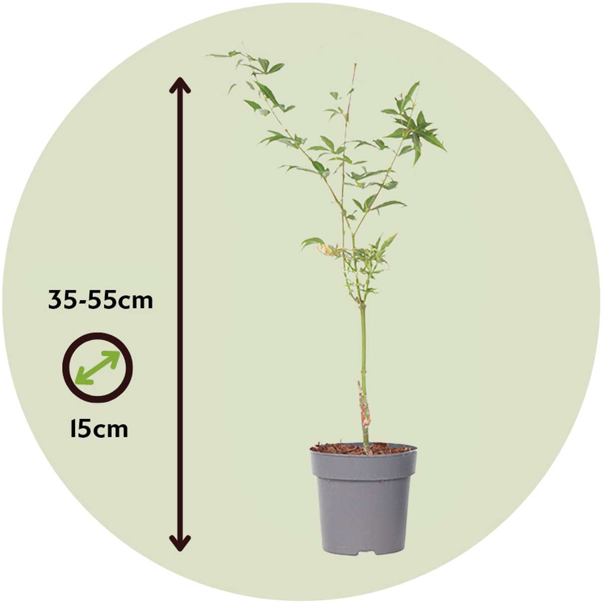 Érable du Japon - Set de 2 - Acer palmatum 'Ukigumo' - Hauteur 35-55cm - ⌀15cm