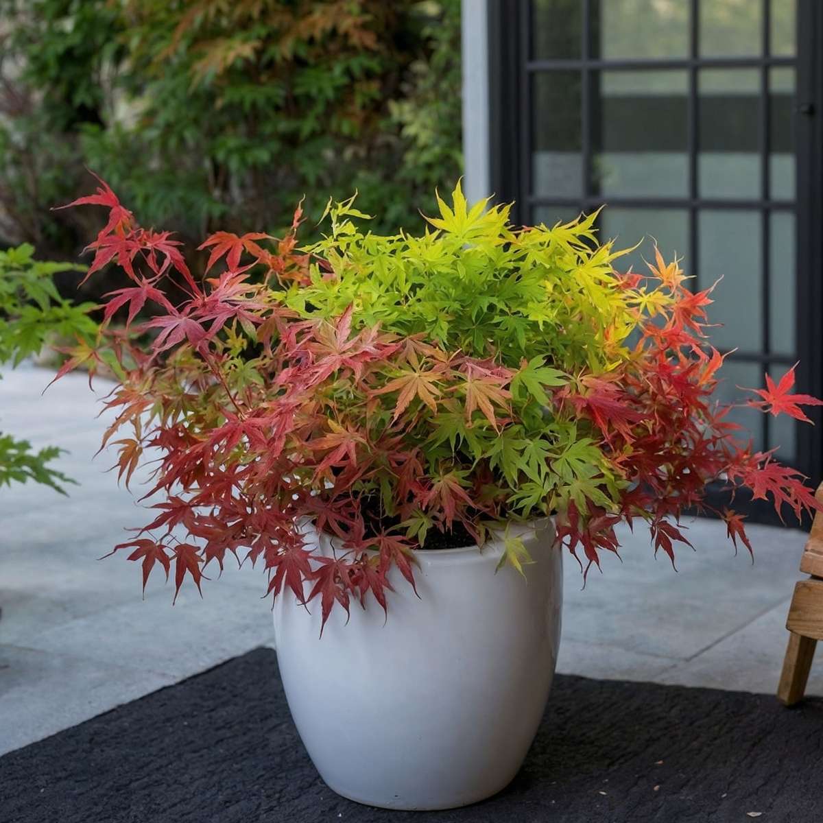 Japanese maple - Acer palmatum 'Festival' - Height 60-70cm - ⌀19cm