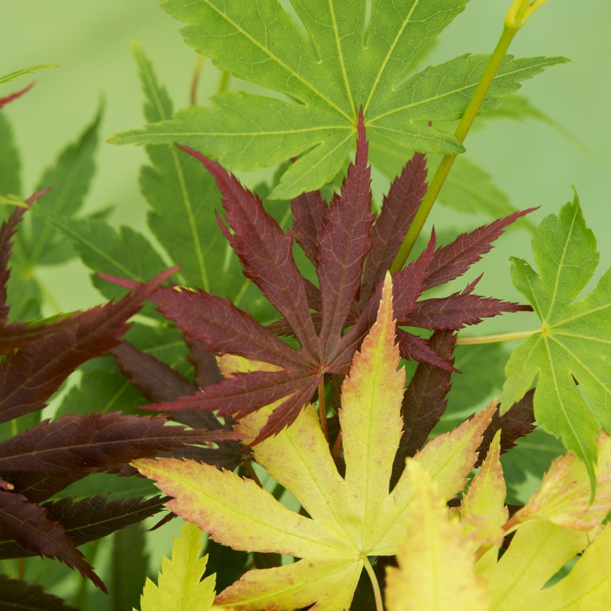 Japanese maple - Acer palmatum 'Festival' - Height 60-70cm - ⌀19cm