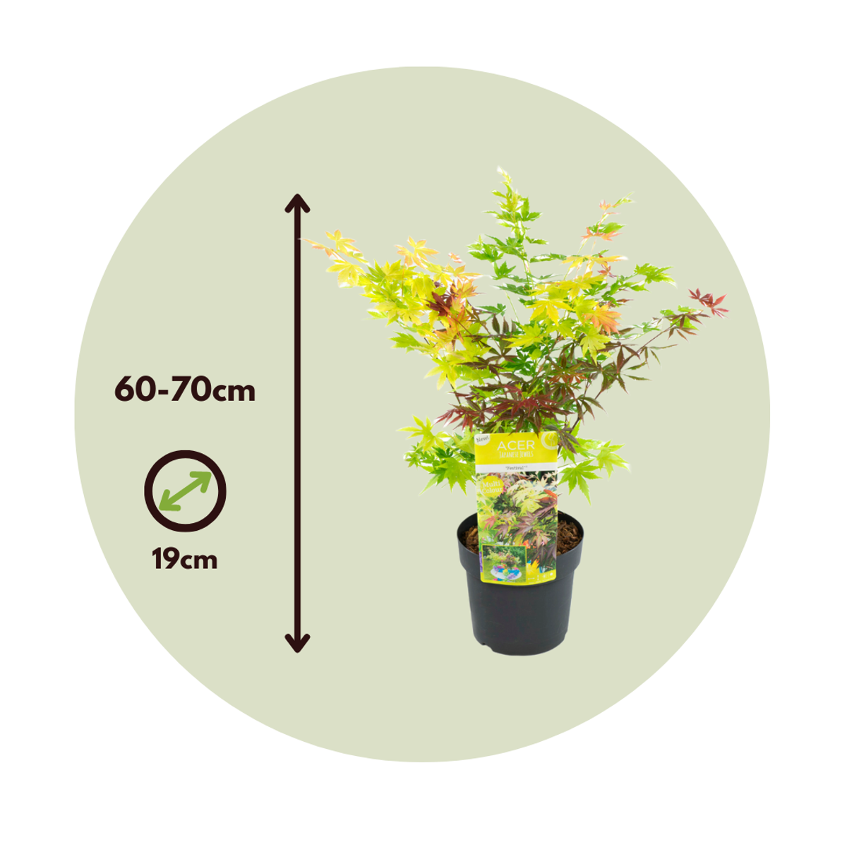 Japanese maple - Acer palmatum 'Festival' - Height 60-70cm - ⌀19cm