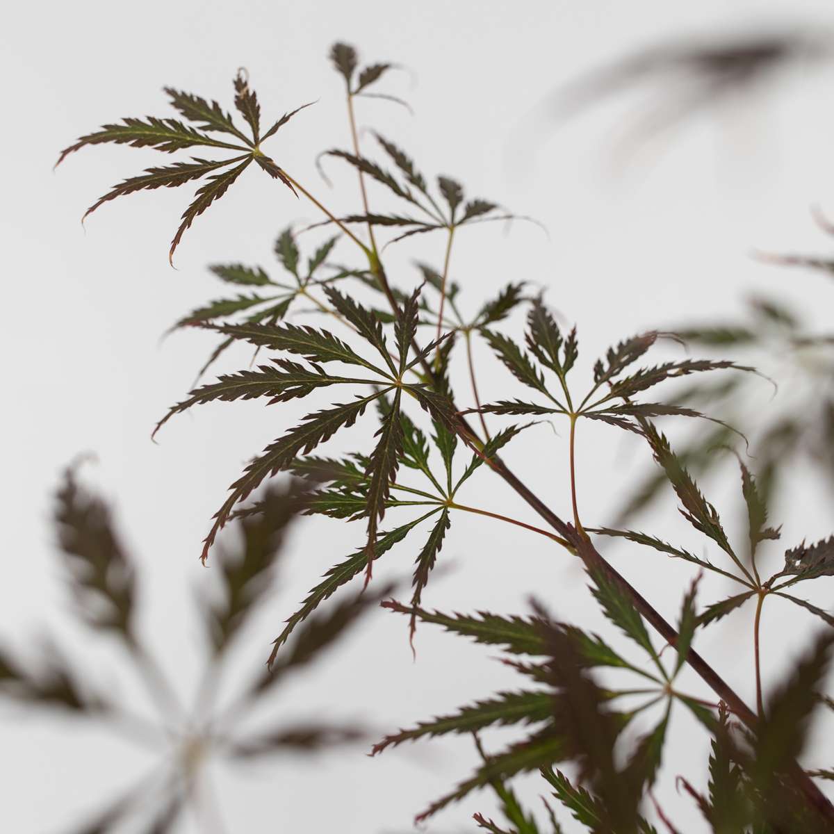 Japanese maple - 2 pcs. - Acer palmatum 'Garnet' - Height 60-70cm - ⌀19cm