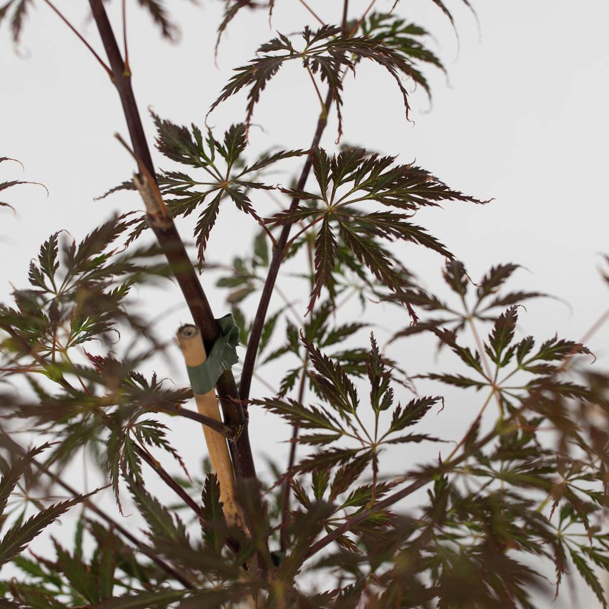 Japanese maple - 2 pcs. - Acer palmatum 'Garnet' - Height 60-70cm - ⌀19cm