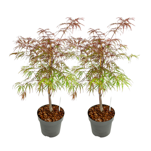 Érable du Japon - Set de 2 - Acer palmatum 'Garnet' - Hauteur 60-70cm - ⌀19cm