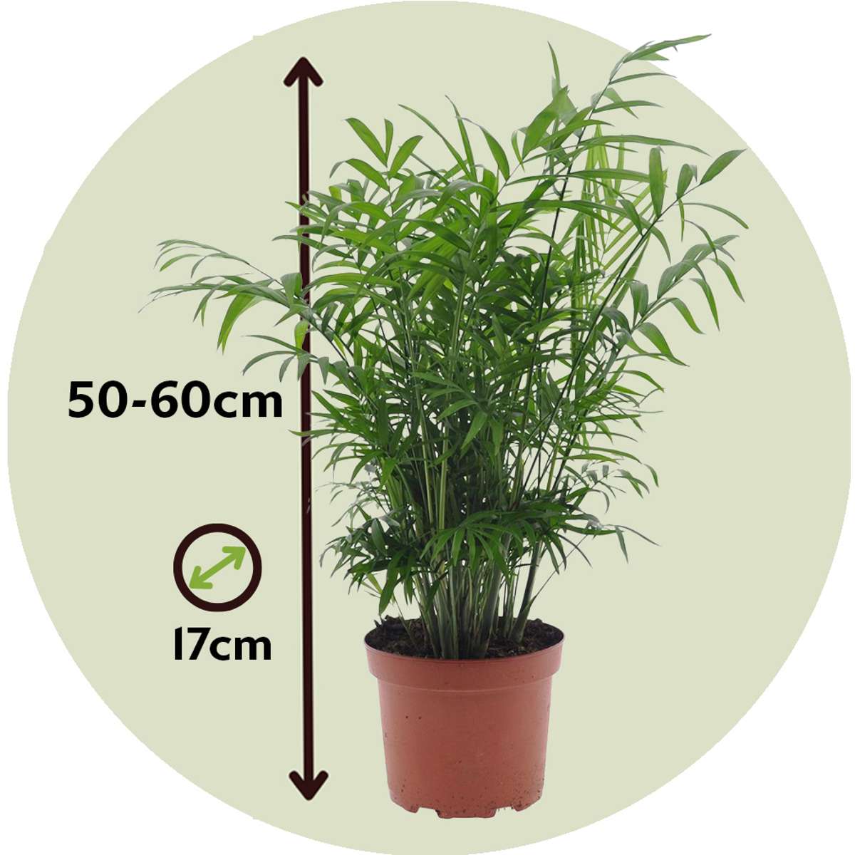 Palmier de salon - Set de 2 - Chamaedorea elegans - Hauteur 50-60cm - ⌀17cm