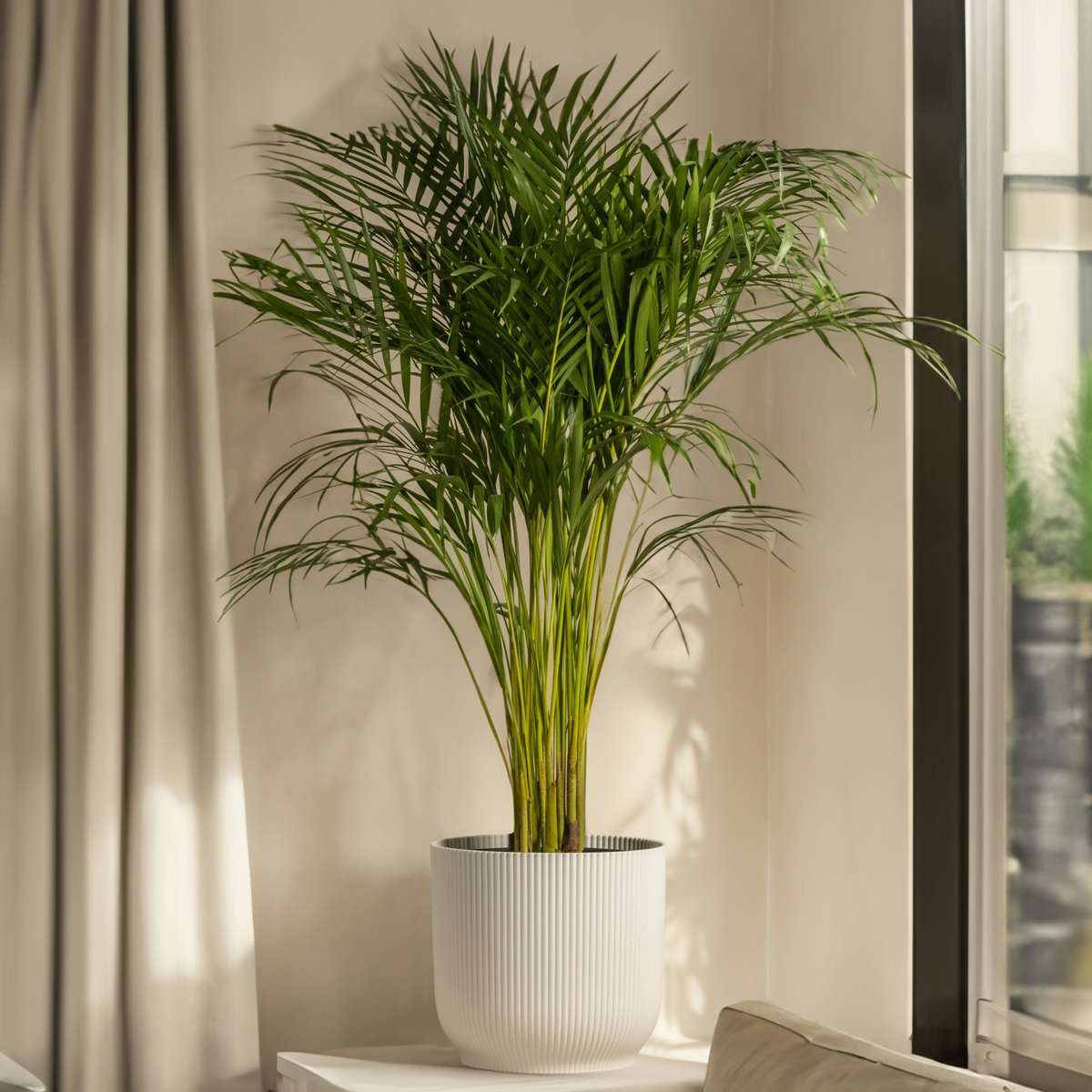 Palmier de salon - Set de 2 - Chamaedorea elegans - Hauteur 50-60cm - ⌀17cm