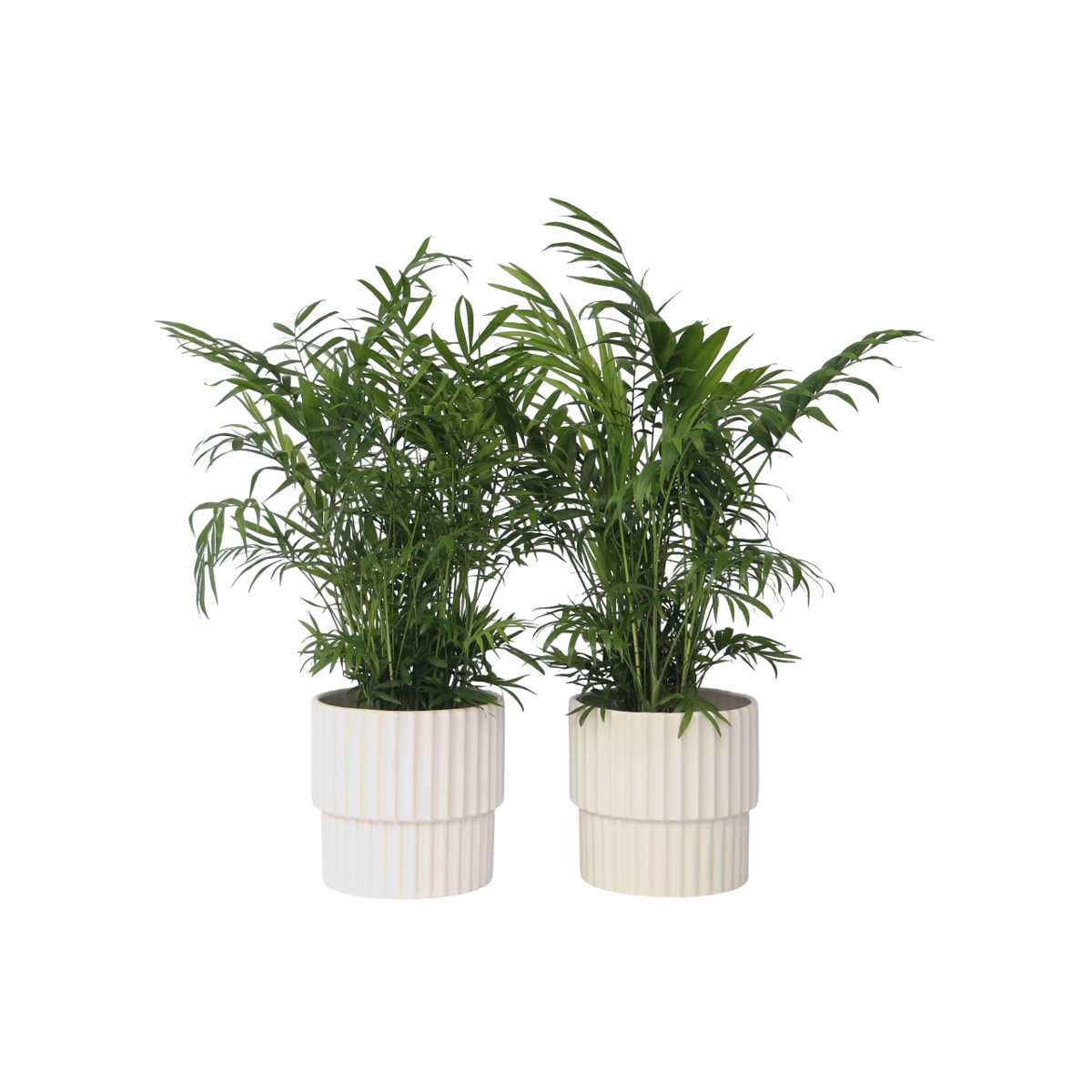 Palmier de salon - Set de 2 - Chamaedorea elegans - Hauteur 50-60cm - ⌀17cm
