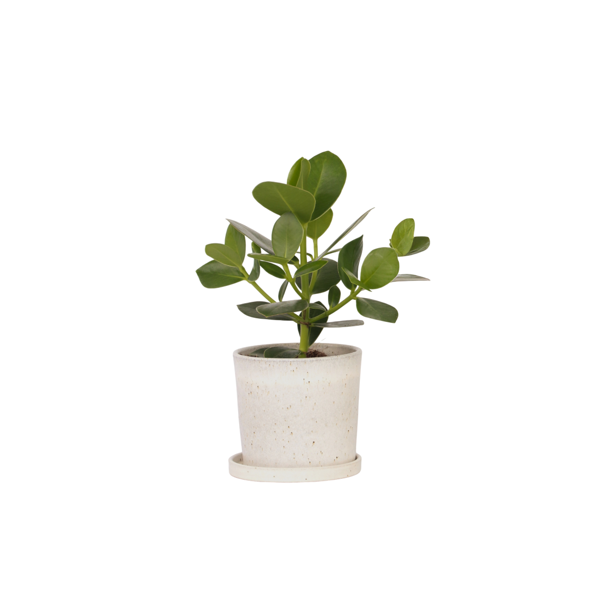 Autograph tree - Clusia rosea 'Princess' - Height 25-35cm - ⌀12cm