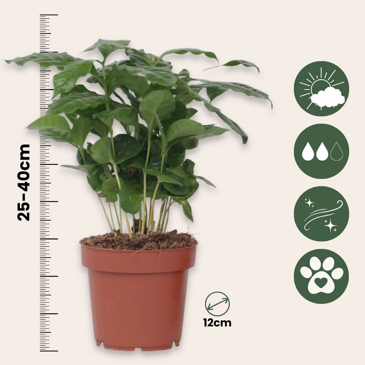 Caféier - Coffea arabica - Hauteur 25-40cm - ⌀12cm