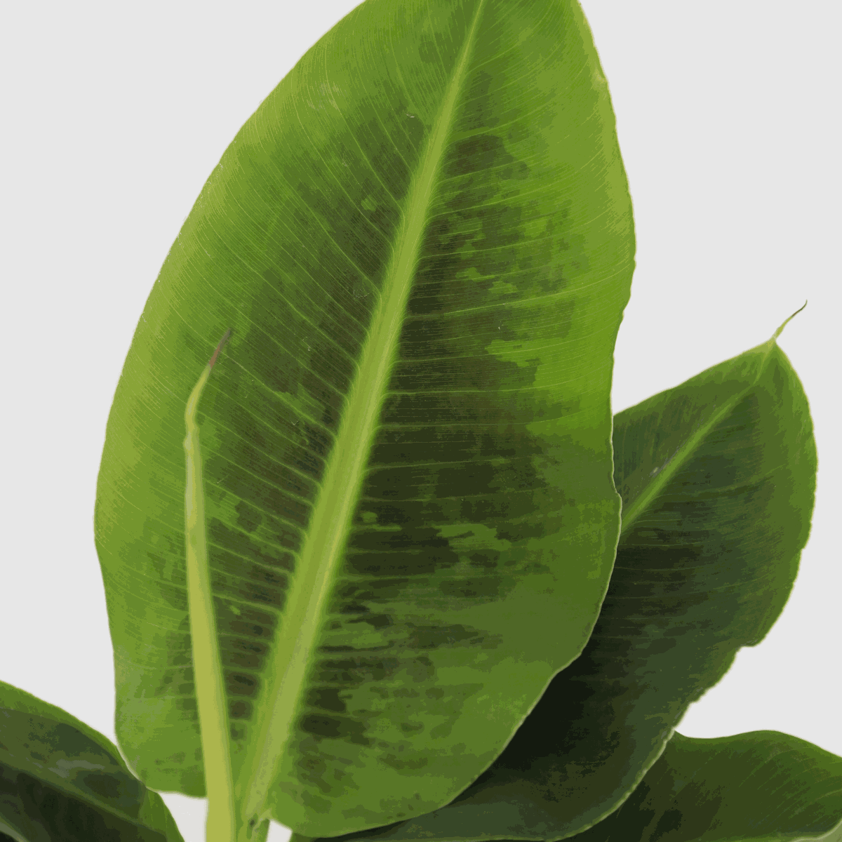 Bananaier nain - Musa 'Oriental Dwarf' - Hauteur 25-40cm - ⌀12cm