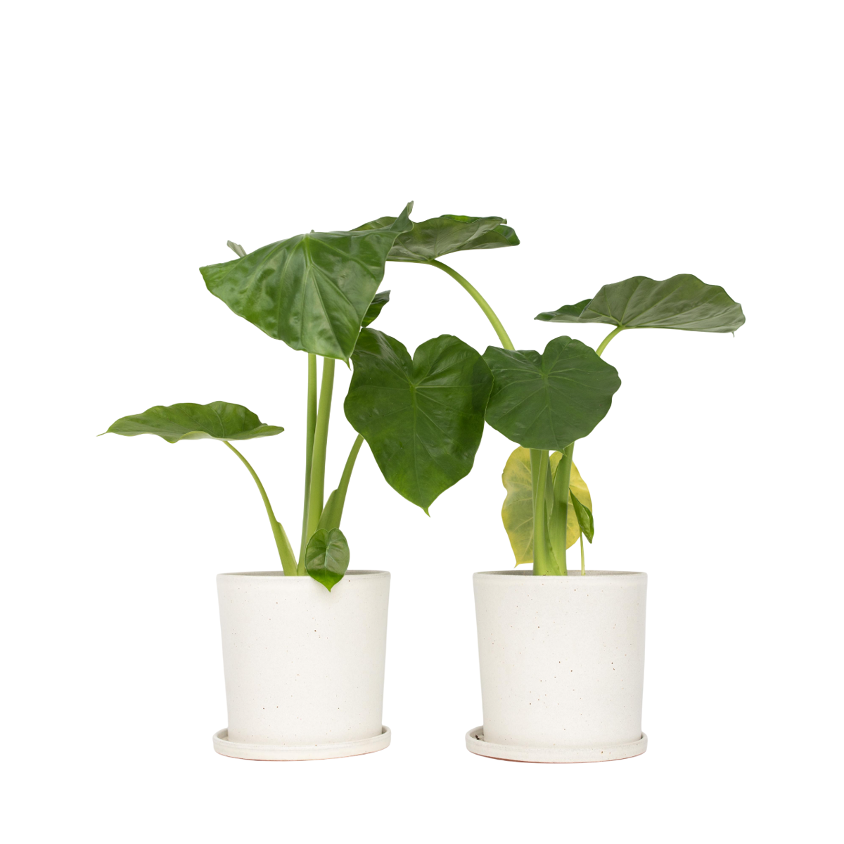 Plante à grandes feuilles - Set de 2 - Alocasia Macrorrhizos - H60-70cm - ⌀17cm