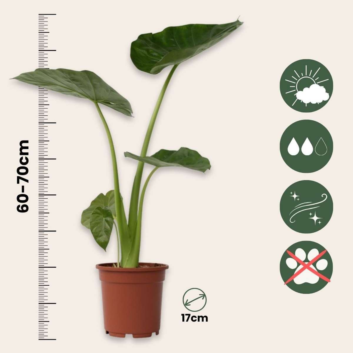 Plante à grandes feuilles - Set de 2 - Alocasia Macrorrhizos - H60-70cm - ⌀17cm