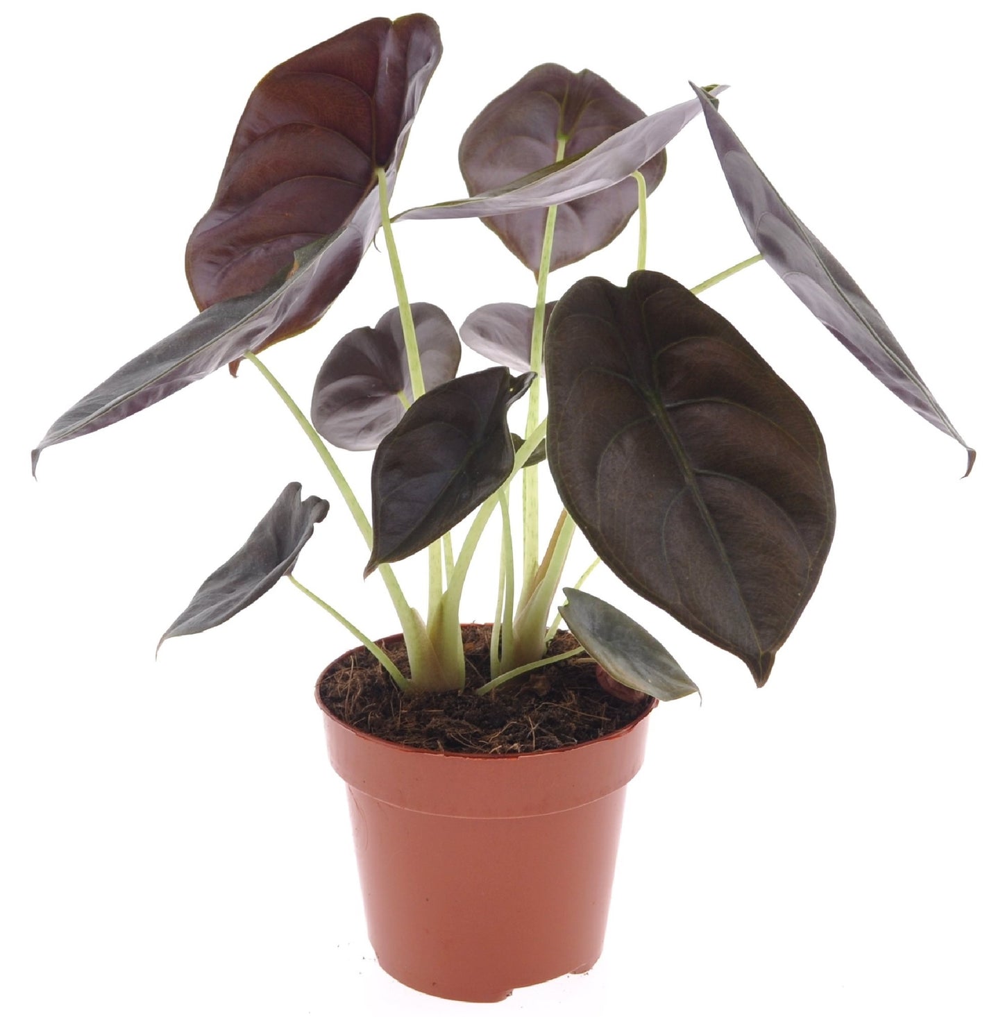 Secret Rouge - Alocasia cuprea 'Red Secret' - Hauteur 25-35cm - ⌀12cm