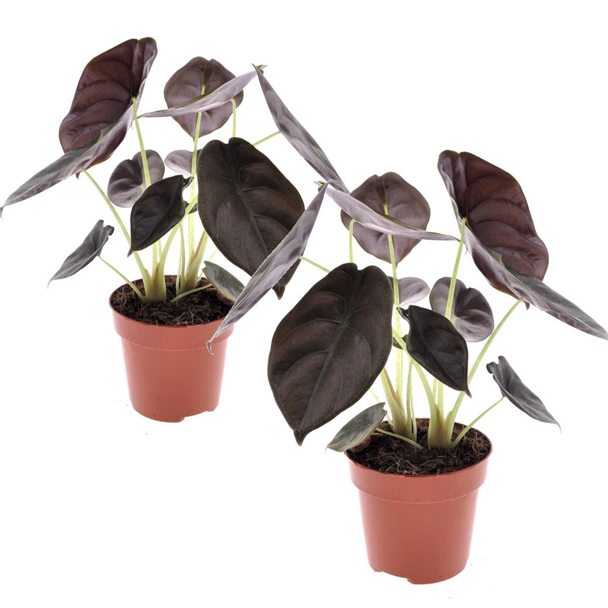 Secret Rouge - Set de 2 - Alocasia cuprea 'Red Secret' - Hauteur 25-35cm - ⌀12cm - TD Plantz