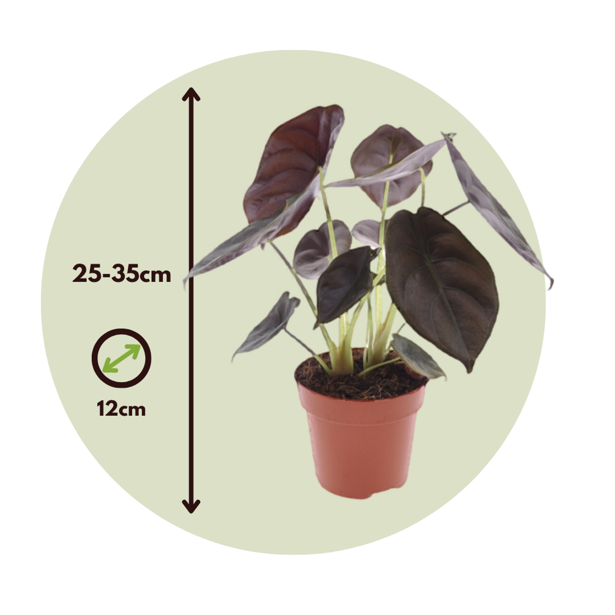 Secret Rouge - Set de 4 - Alocasia cuprea 'Red Secret' - Hauteur 25-35cm - ⌀12cm - TD Plantz