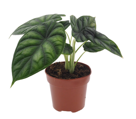 Écaille de Dragon - Alocasia 'Dragon Scale' - Hauteur 30-40cm - ⌀12cm