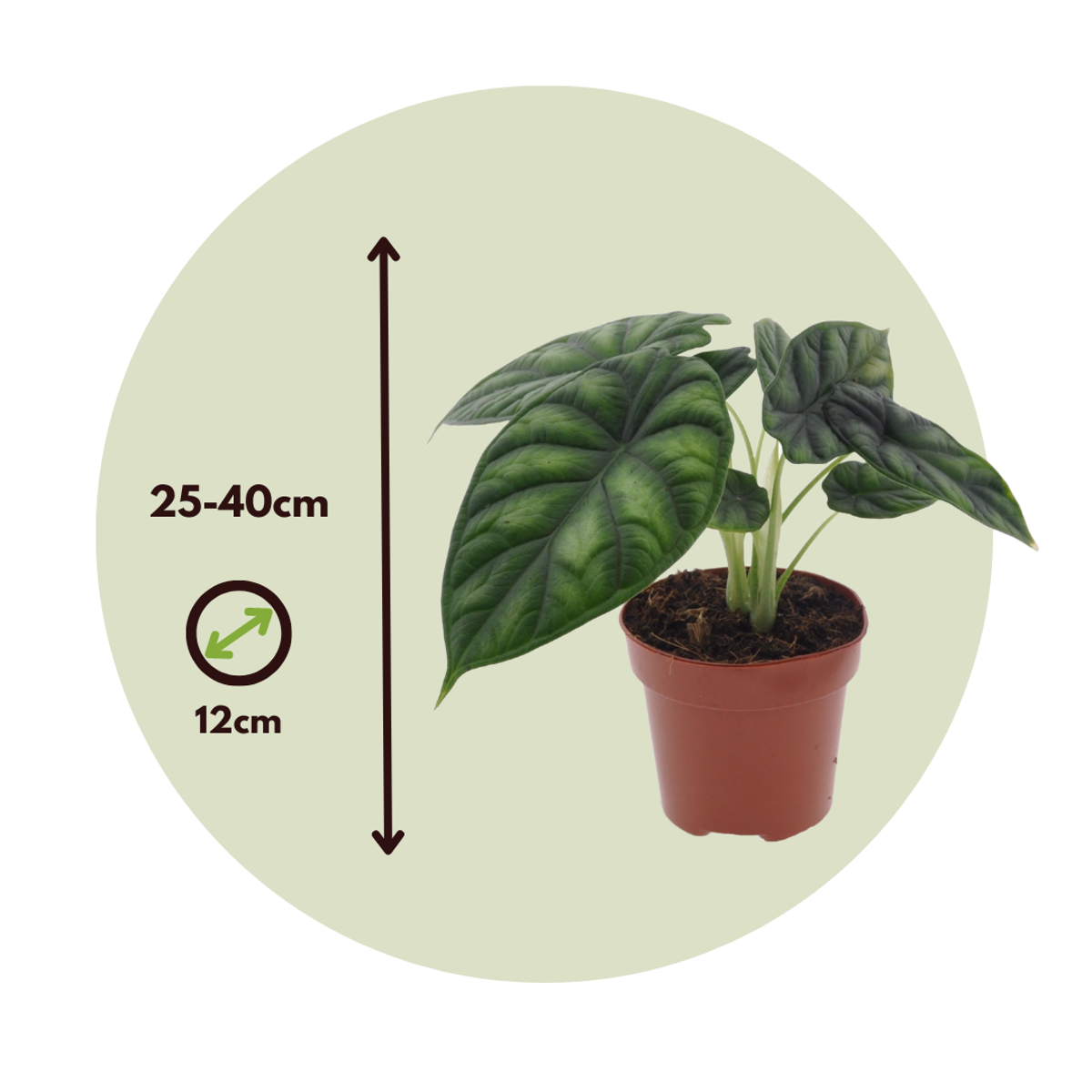 Écaille de Dragon - Alocasia 'Dragon Scale' - Hauteur 30-40cm - ⌀12cm