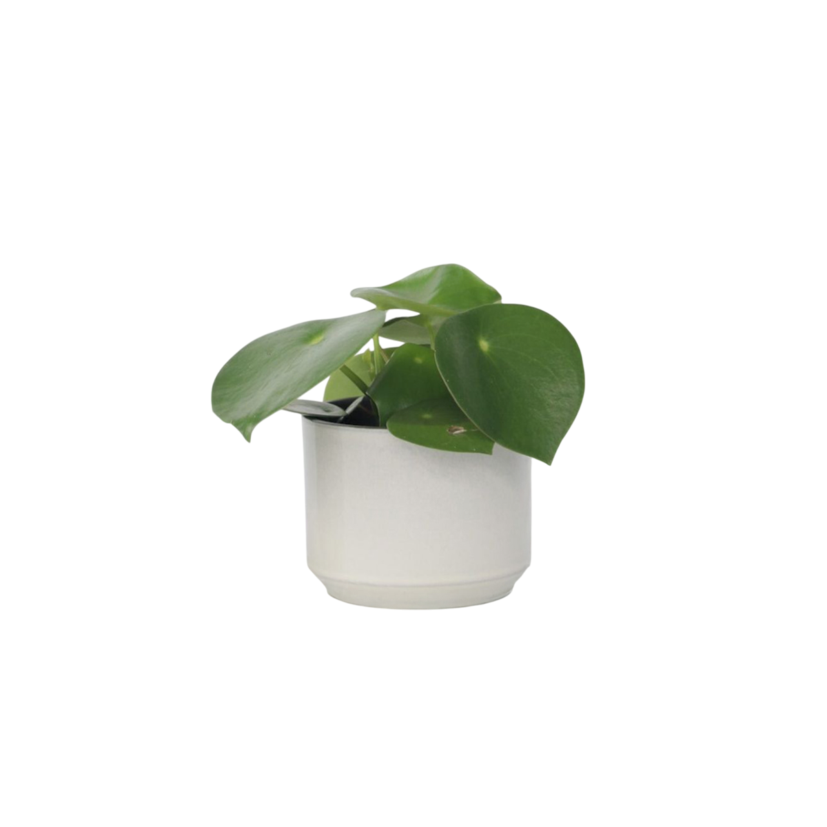 Pépéromie - Peperomia polybotrya - Hauteur 20-30cm - ⌀12cm