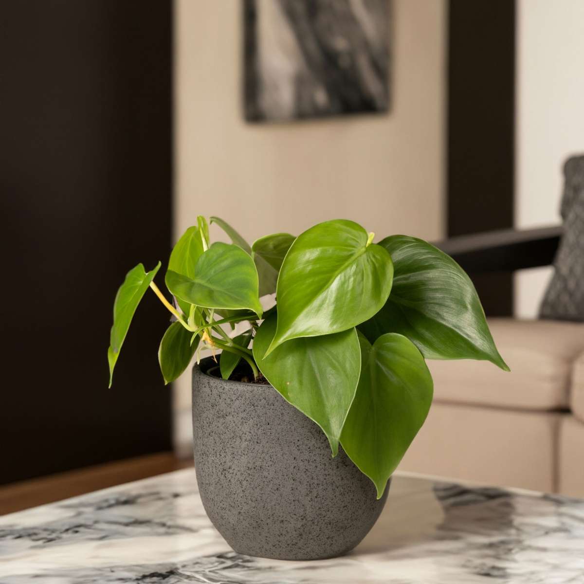 Pépéromie - Set de 2 - Peperomia polybotrya - Hauteur 20-30cm - ⌀12cm - TD Plantz