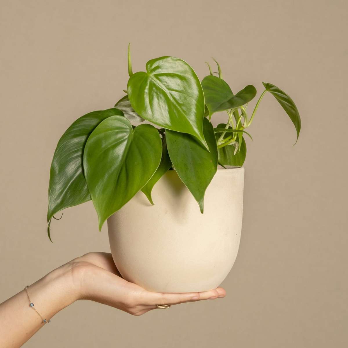 Pépéromie - Set de 2 - Peperomia polybotrya - Hauteur 20-30cm - ⌀12cm - TD Plantz
