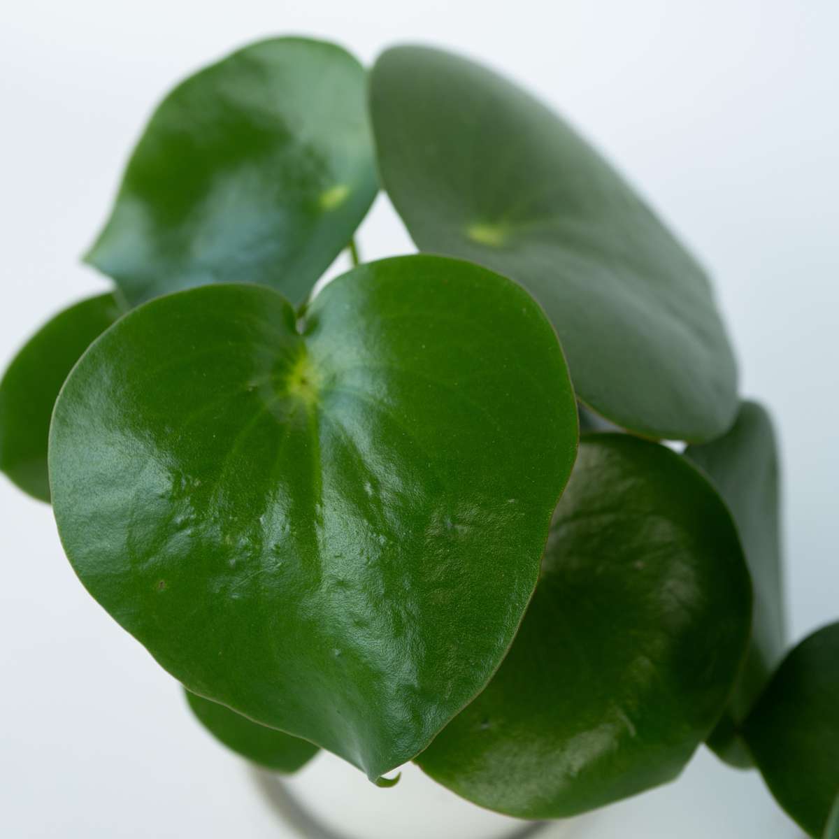 Pépéromie - Set de 2 - Peperomia polybotrya - Hauteur 20-30cm - ⌀12cm - TD Plantz