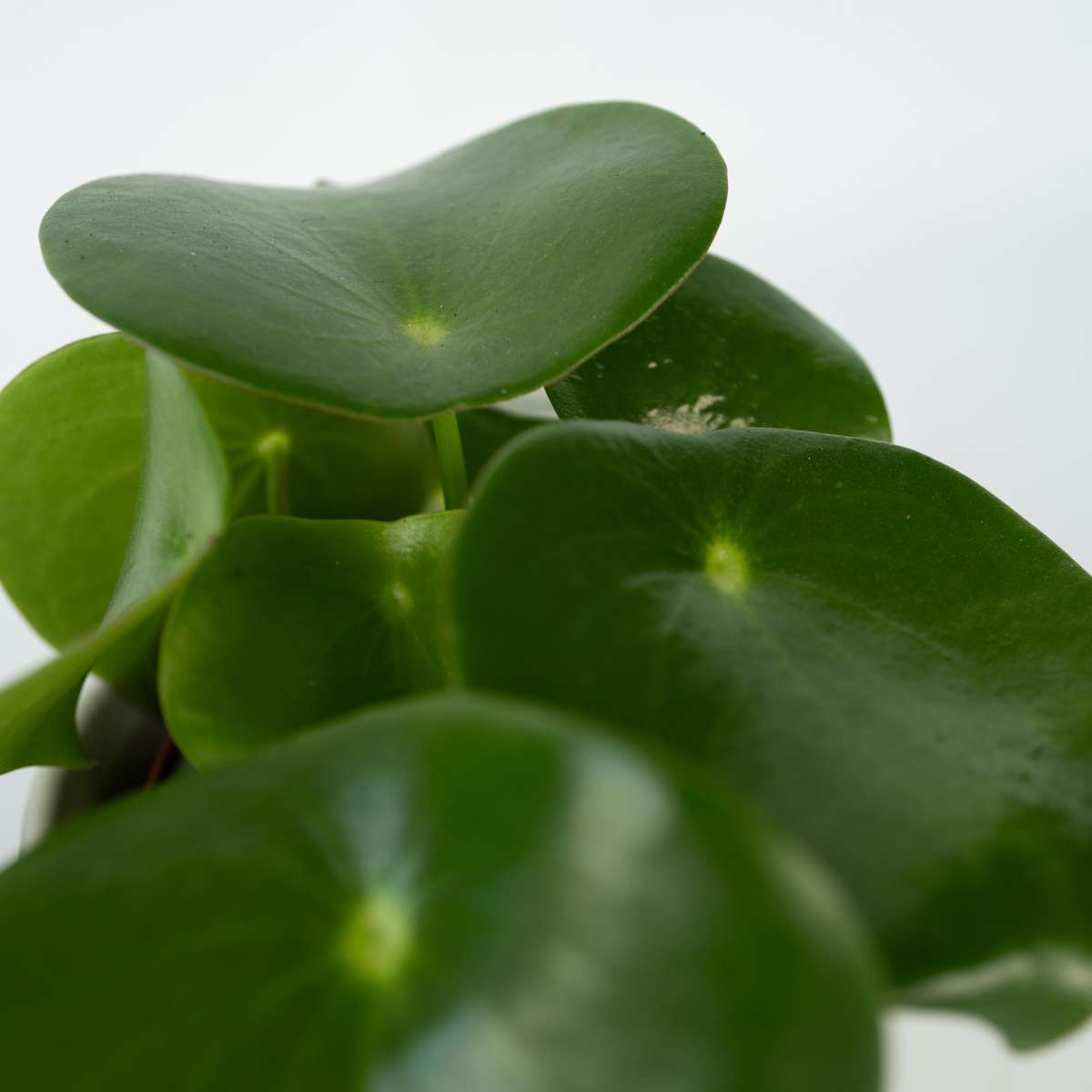 Pépéromie - Set de 2 - Peperomia polybotrya - Hauteur 20-30cm - ⌀12cm - TD Plantz