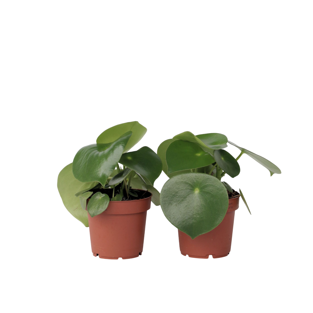 Pépéromie - Set de 2 - Peperomia polybotrya - Hauteur 20-30cm - ⌀12cm - TD Plantz