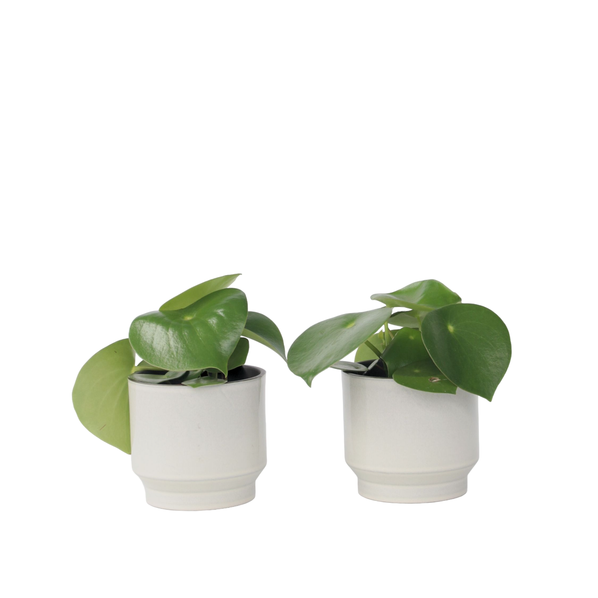 Pépéromie - Set de 2 - Peperomia polybotrya - Hauteur 20-30cm - ⌀12cm - TD Plantz