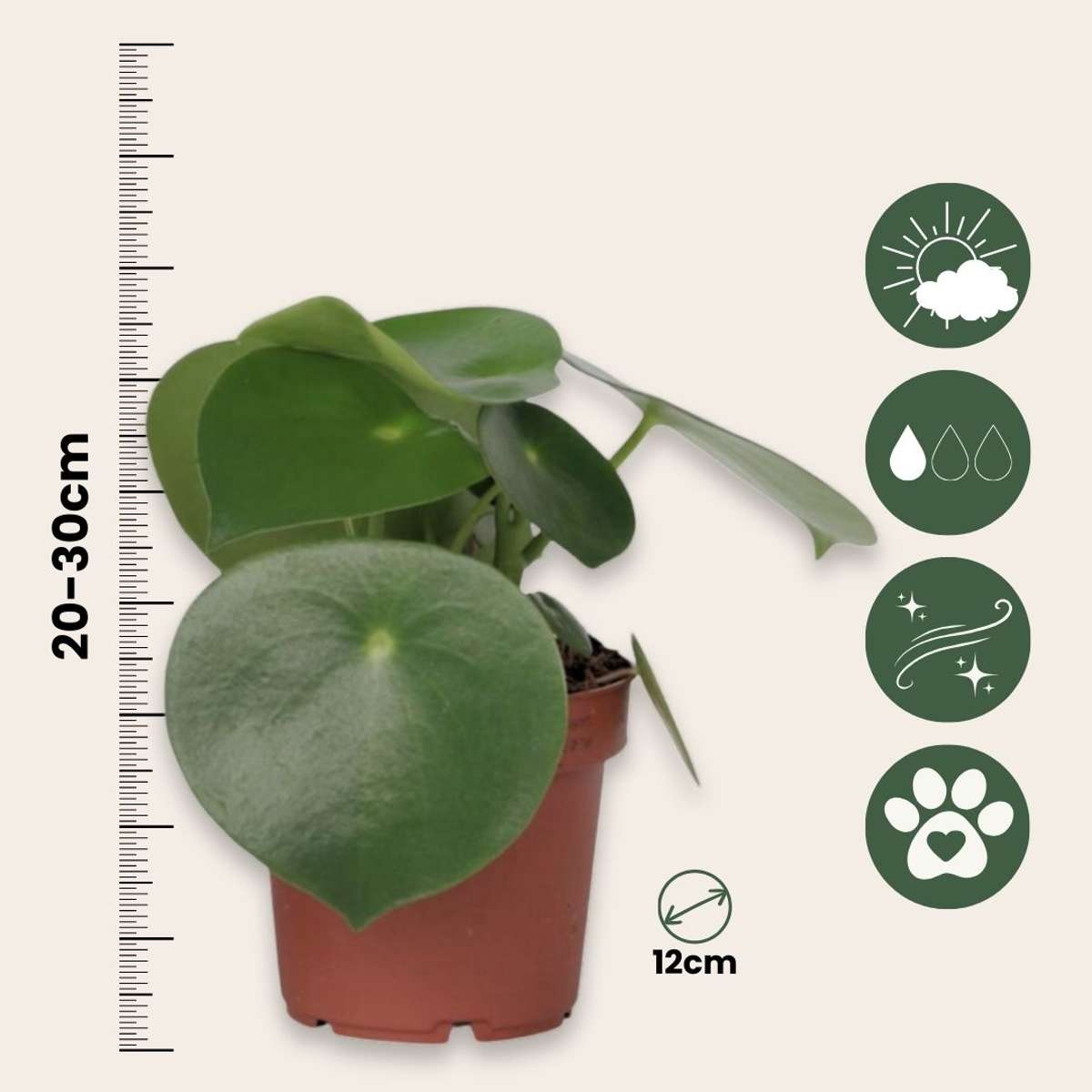 Pépéromie - Set de 4 - Peperomia polybotrya - Hauteur 20-30cm - ⌀12cm