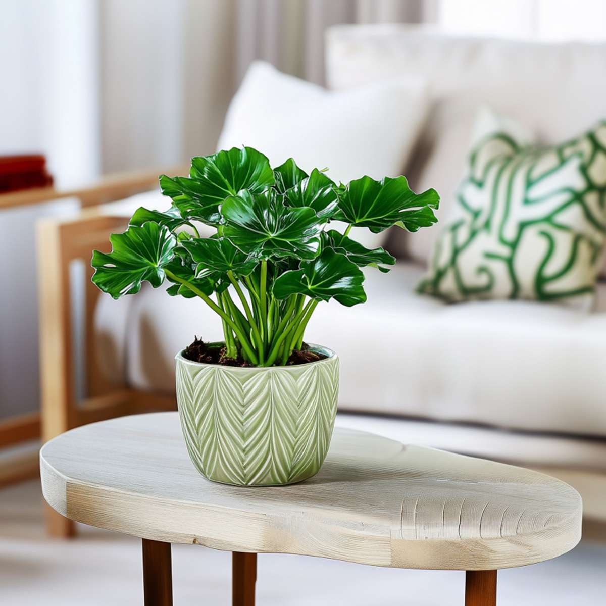 Plante verte - Set de 2 - Thaumatophyllum bipinnatifidum - H30-40cm - ⌀12cm
