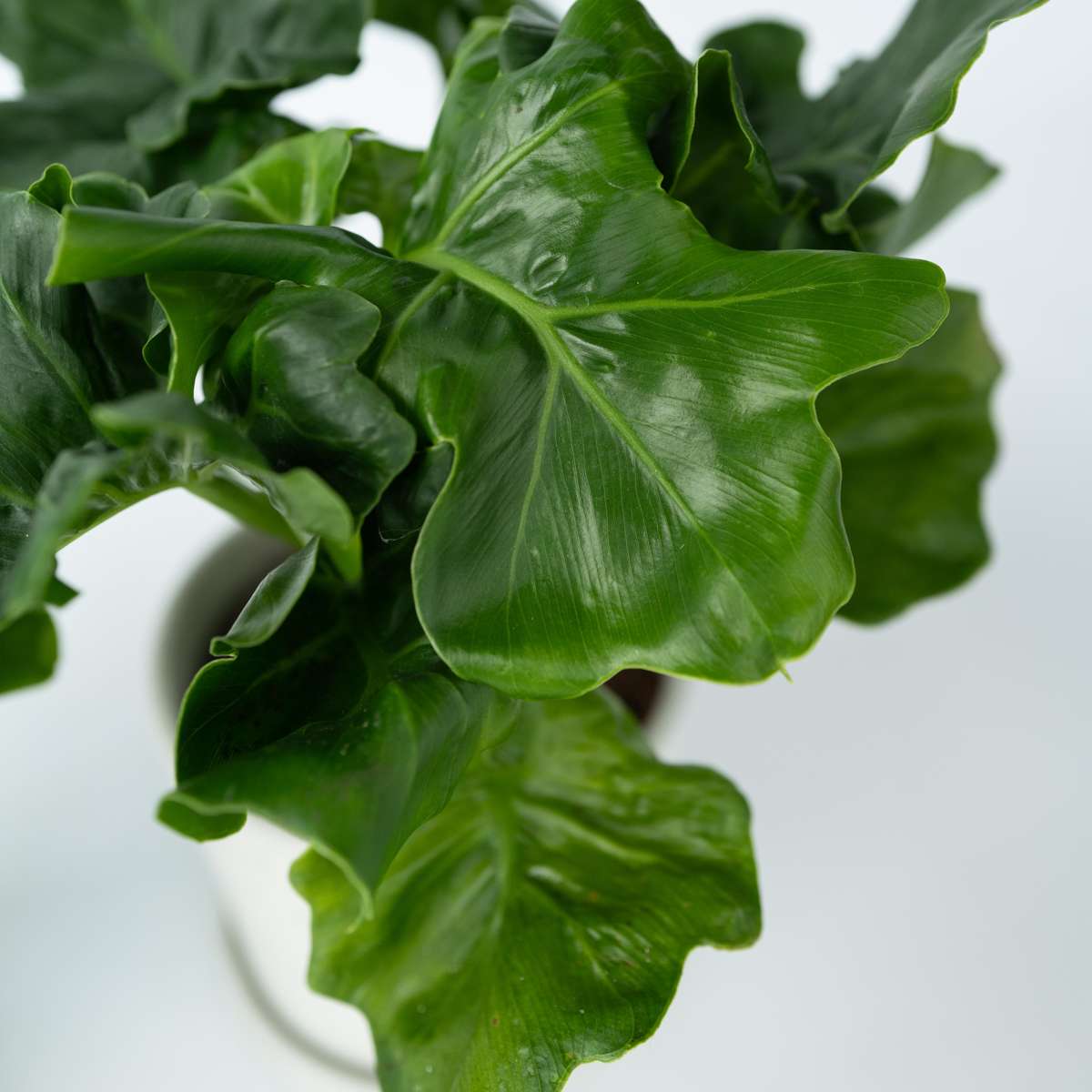 Plante verte - Set de 2 - Thaumatophyllum bipinnatifidum - H30-40cm - ⌀12cm