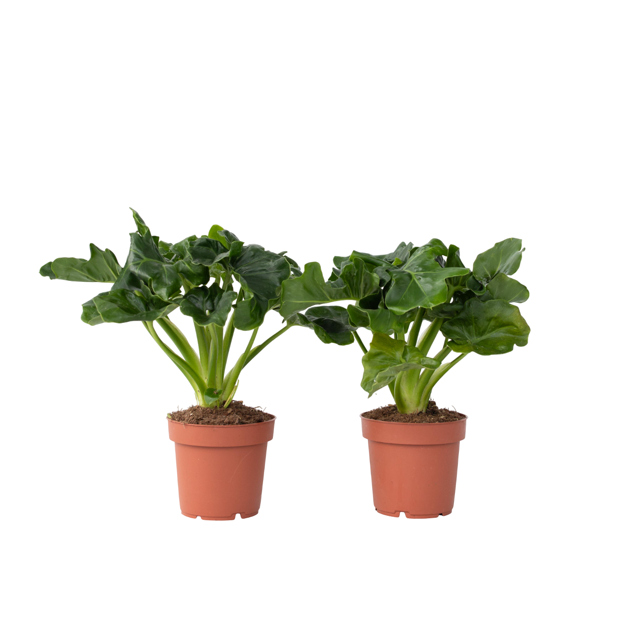Plante verte - Set de 2 - Thaumatophyllum bipinnatifidum - H30-40cm - ⌀12cm