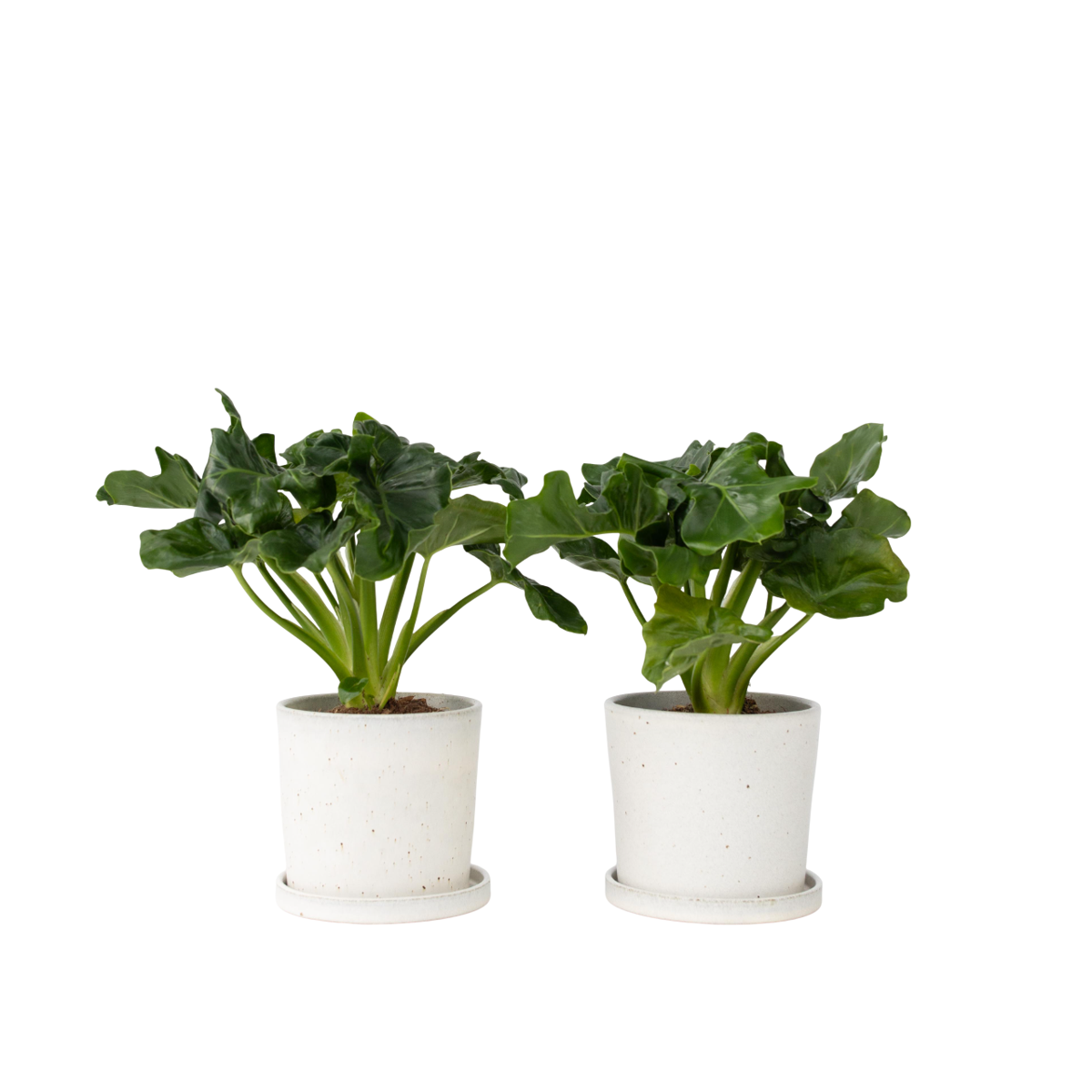 Plante verte - Set de 2 - Thaumatophyllum bipinnatifidum - H30-40cm - ⌀12cm
