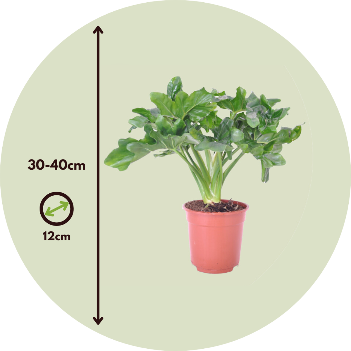 Plante verte - Set de 2 - Thaumatophyllum bipinnatifidum - H30-40cm - ⌀12cm