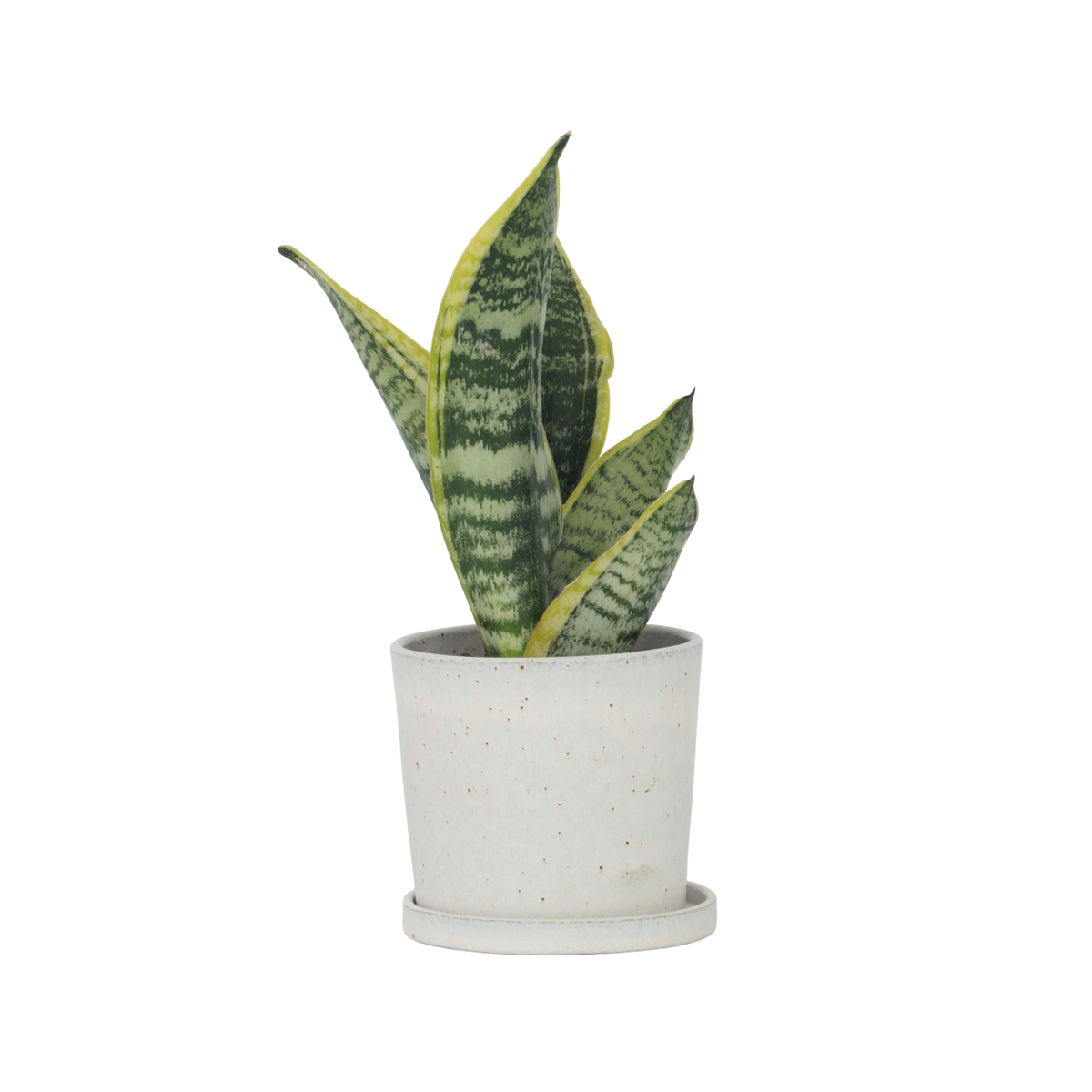 Langue de belle-mère - Sanseviera 'Futura Superba' - Hauteur 35-40cm - ⌀12cm - TD Plantz