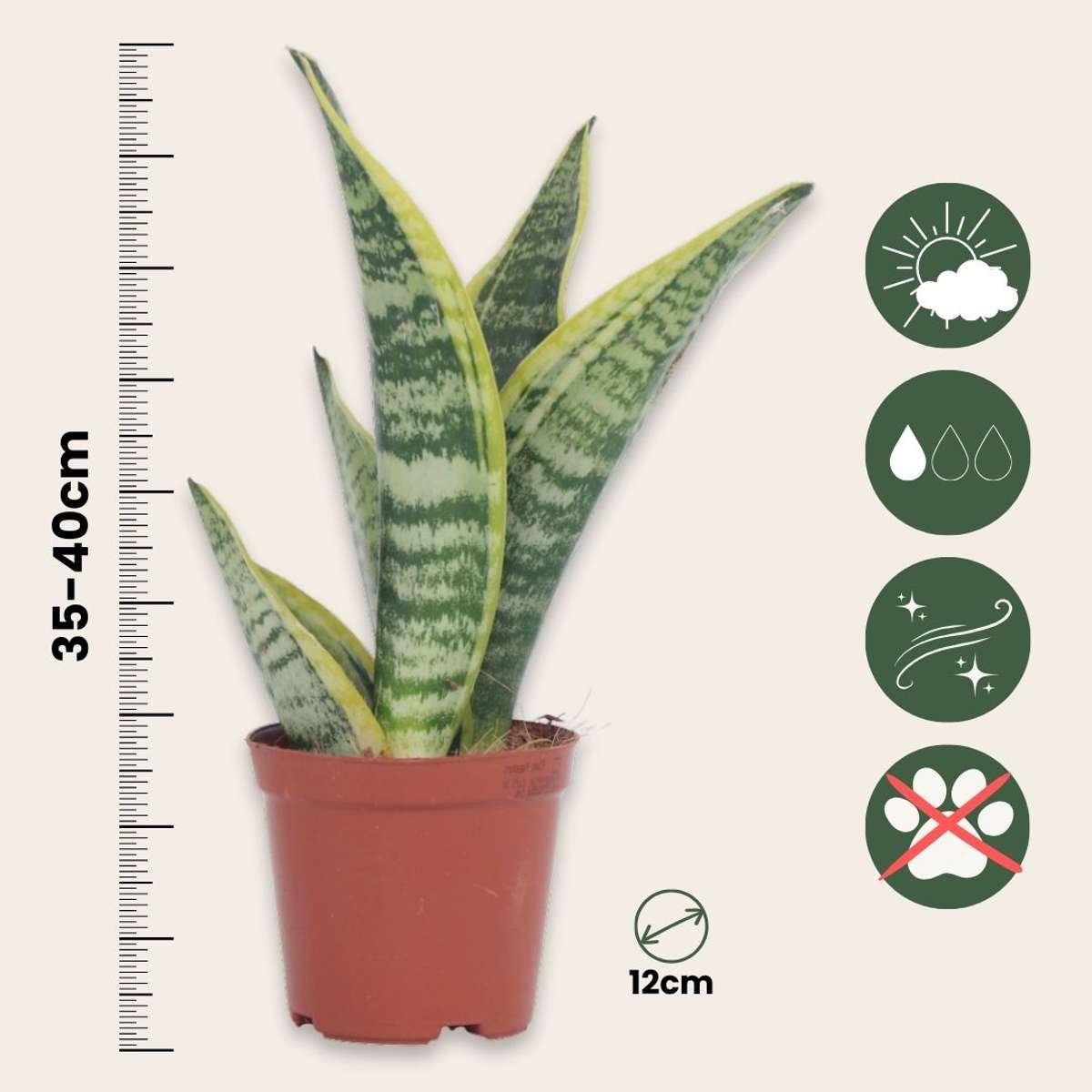 Langue de belle-mère - Sanseviera 'Futura Superba' - Hauteur 35-40cm - ⌀12cm