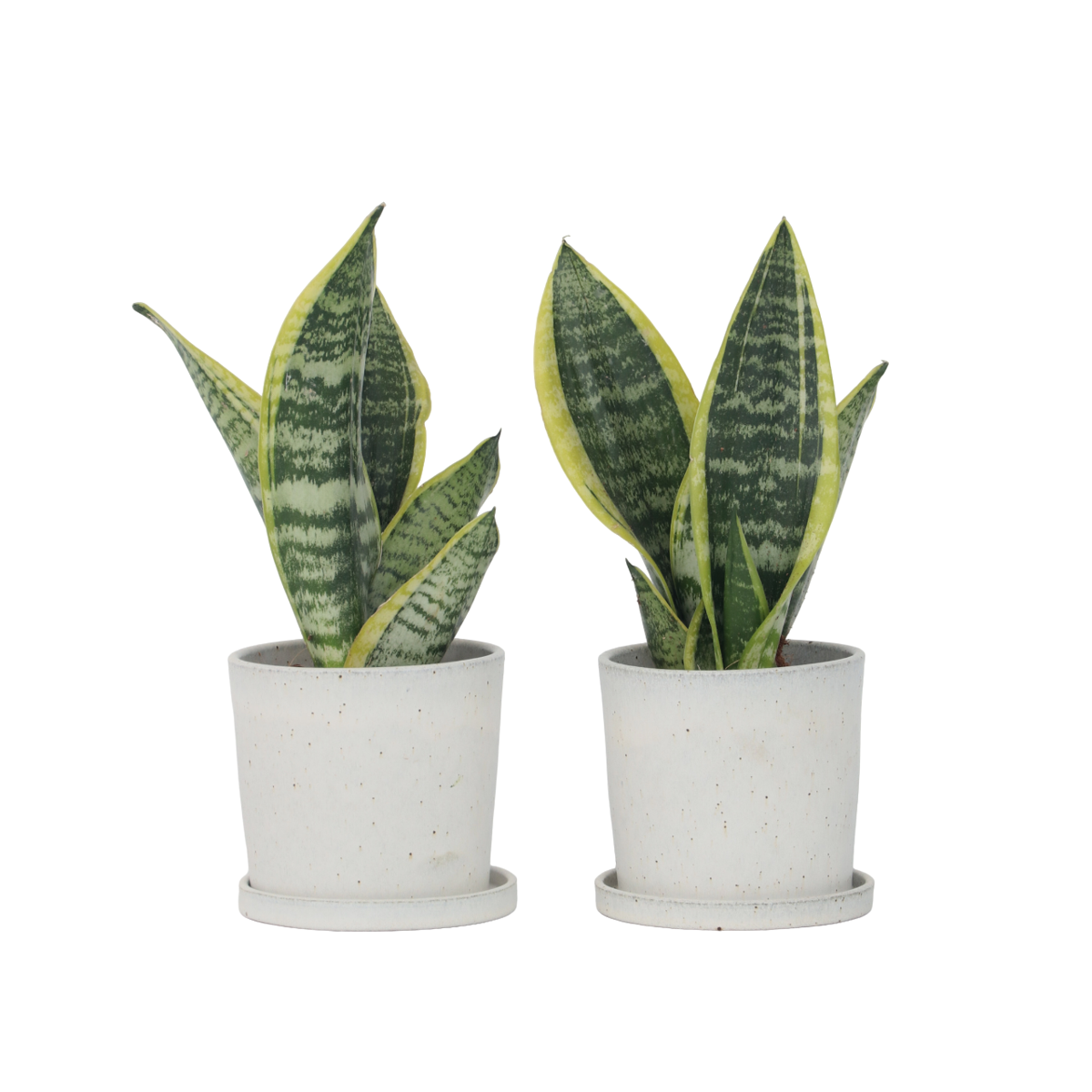 Langue de belle-mère - Set de 2 - Sansevieria Futura Superba - H35-40cm - ⌀12cm