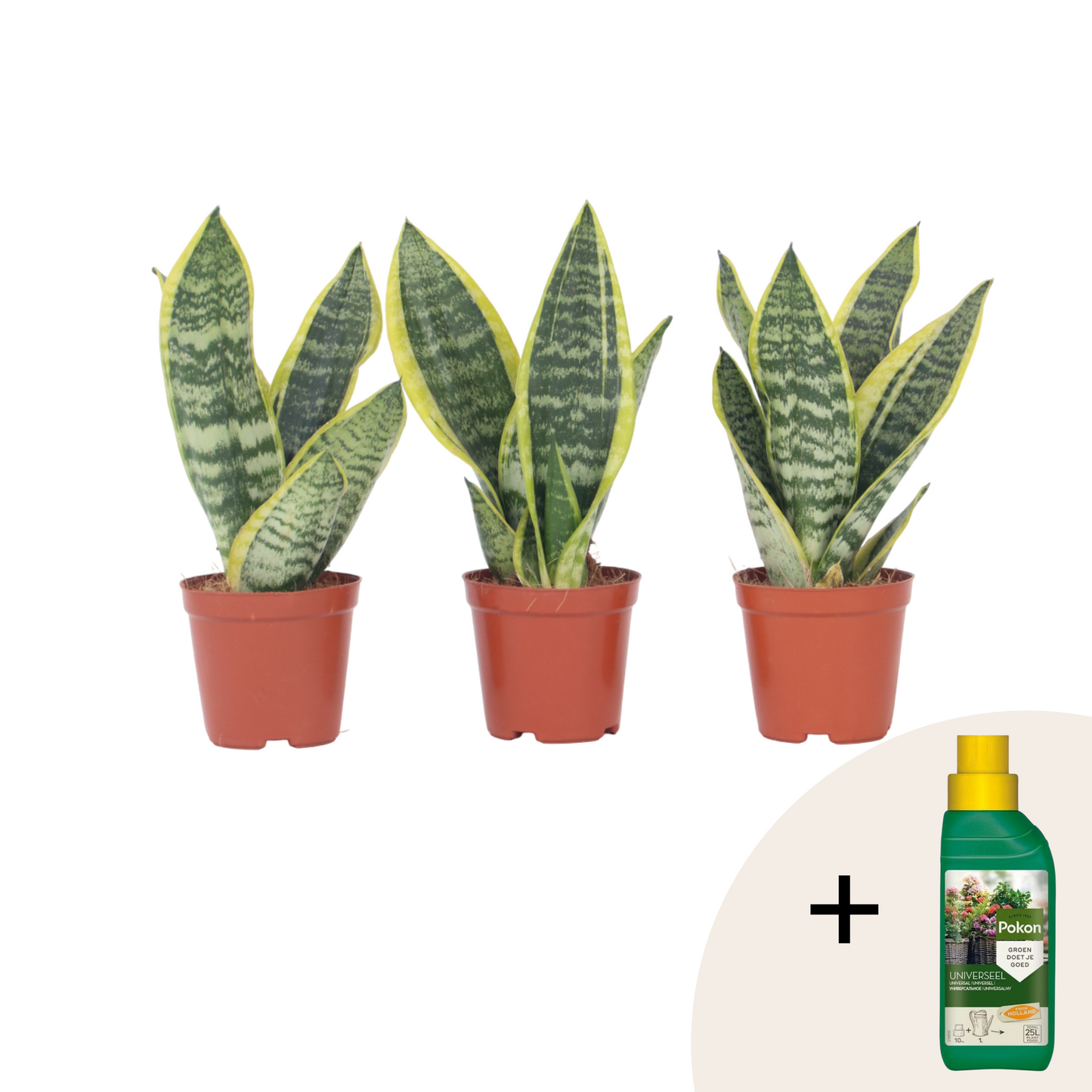 Snake plant - 3 pcs. - Sansevieria 'Futura Superba' - Height 35-40cm - ⌀12cm