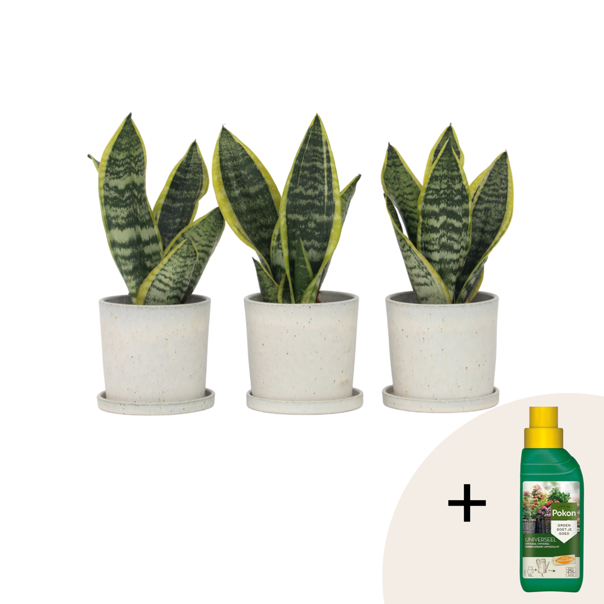 Snake plant - 3 pcs. - Sansevieria 'Futura Superba' - Height 35-40cm - ⌀12cm
