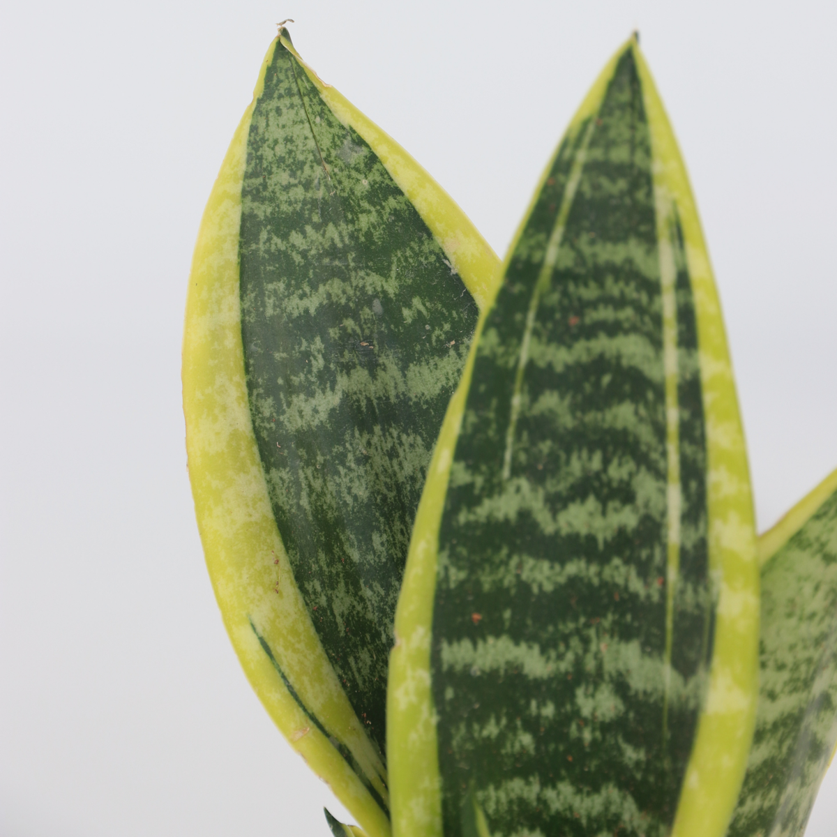 Snake plant - 3 pcs. - Sansevieria 'Futura Superba' - Height 35-40cm - ⌀12cm