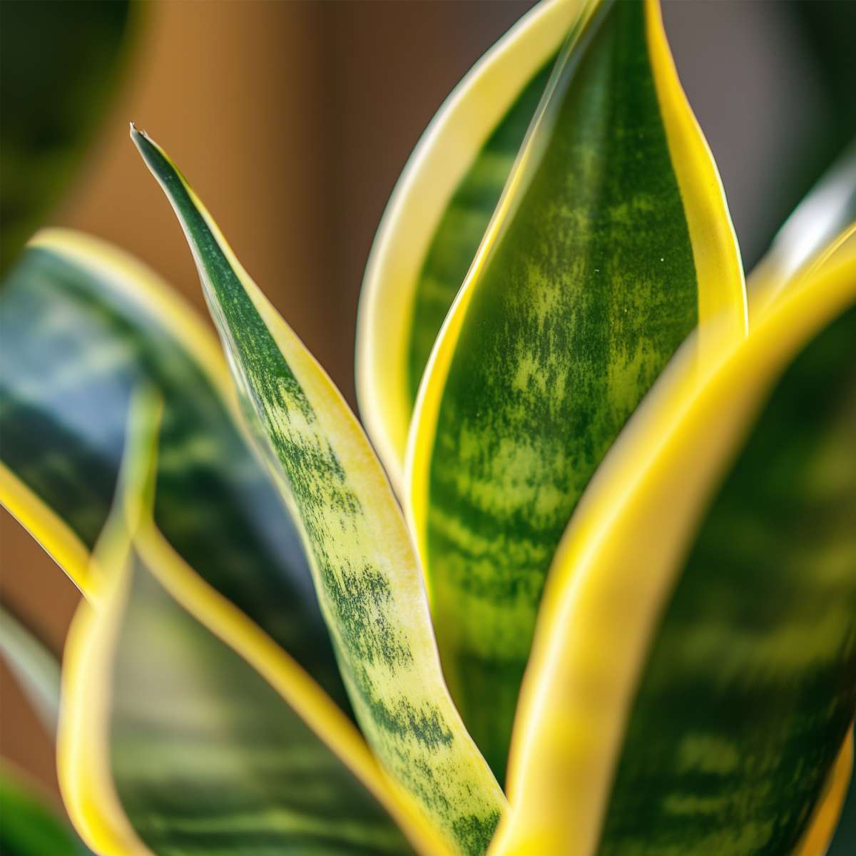 Snake plant - 3 pcs. - Sansevieria 'Futura Superba' - Height 35-40cm - ⌀12cm