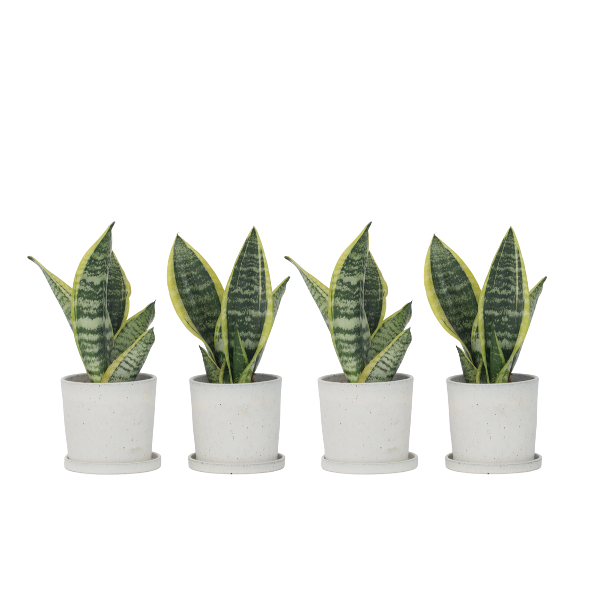 Langue de belle-mère - Set de 4 - Sansevieria 'Superba' - H35-40cm - ⌀12cm