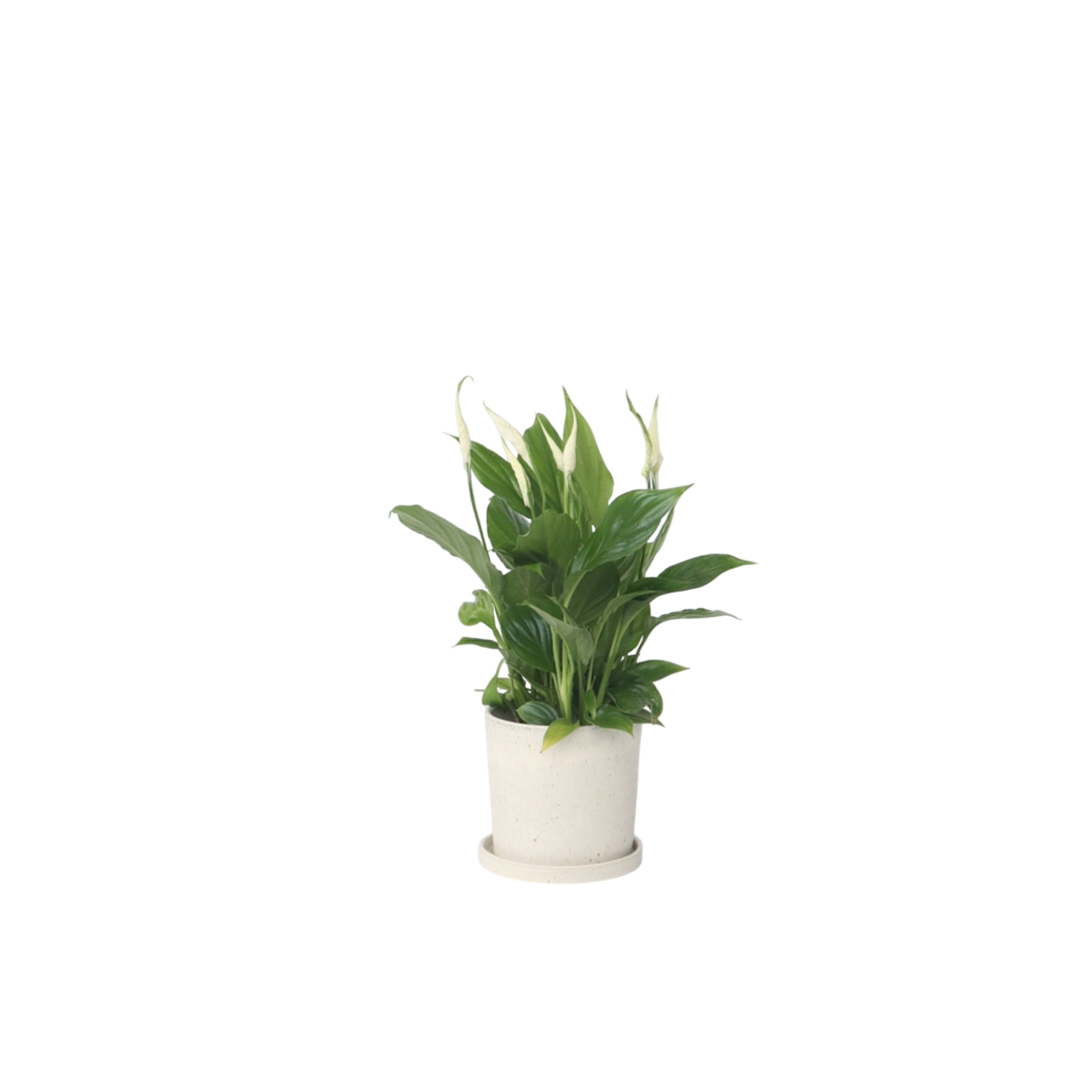 Peace lilly - Spathiphyllum 'Torelli' - Height 30-45cm - ⌀12cm