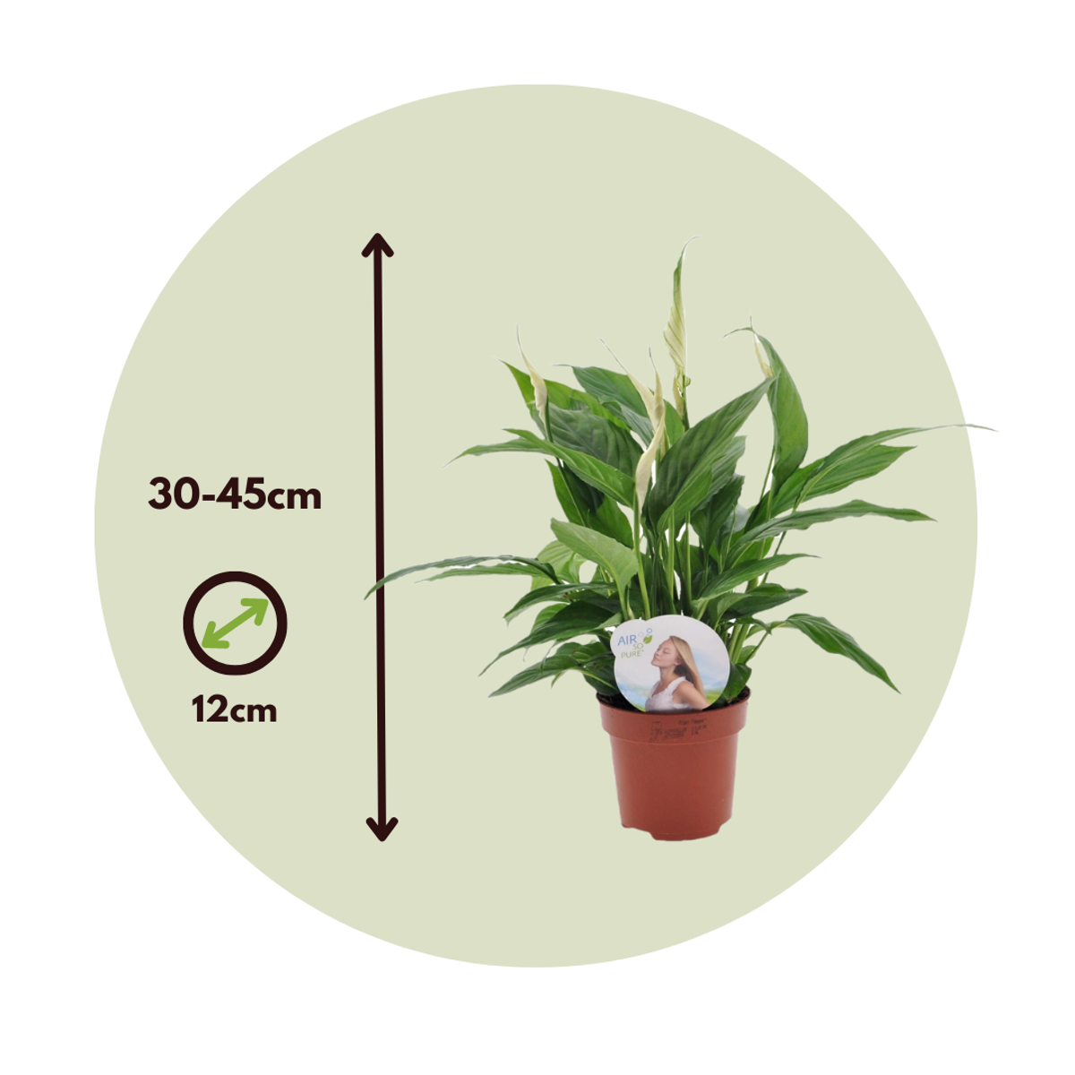 Peace lilly - 2 pcs. - Spathiphyllum 'Torelli' - Height 30-45cm - ⌀12cm