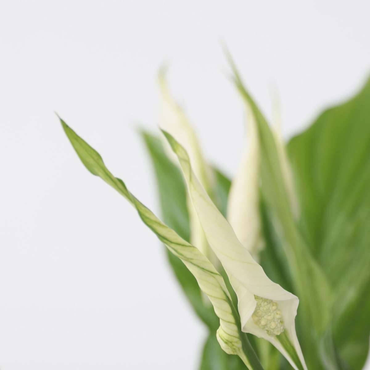 Peace lilly - 2 pcs. - Spathiphyllum 'Torelli' - Height 30-45cm - ⌀12cm