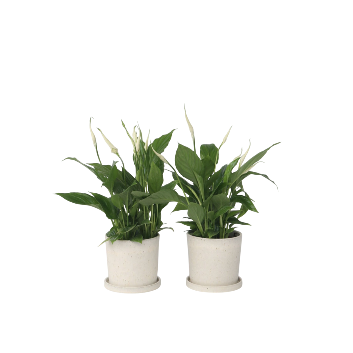 Peace lilly - 2 pcs. - Spathiphyllum 'Torelli' - Height 30-45cm - ⌀12cm