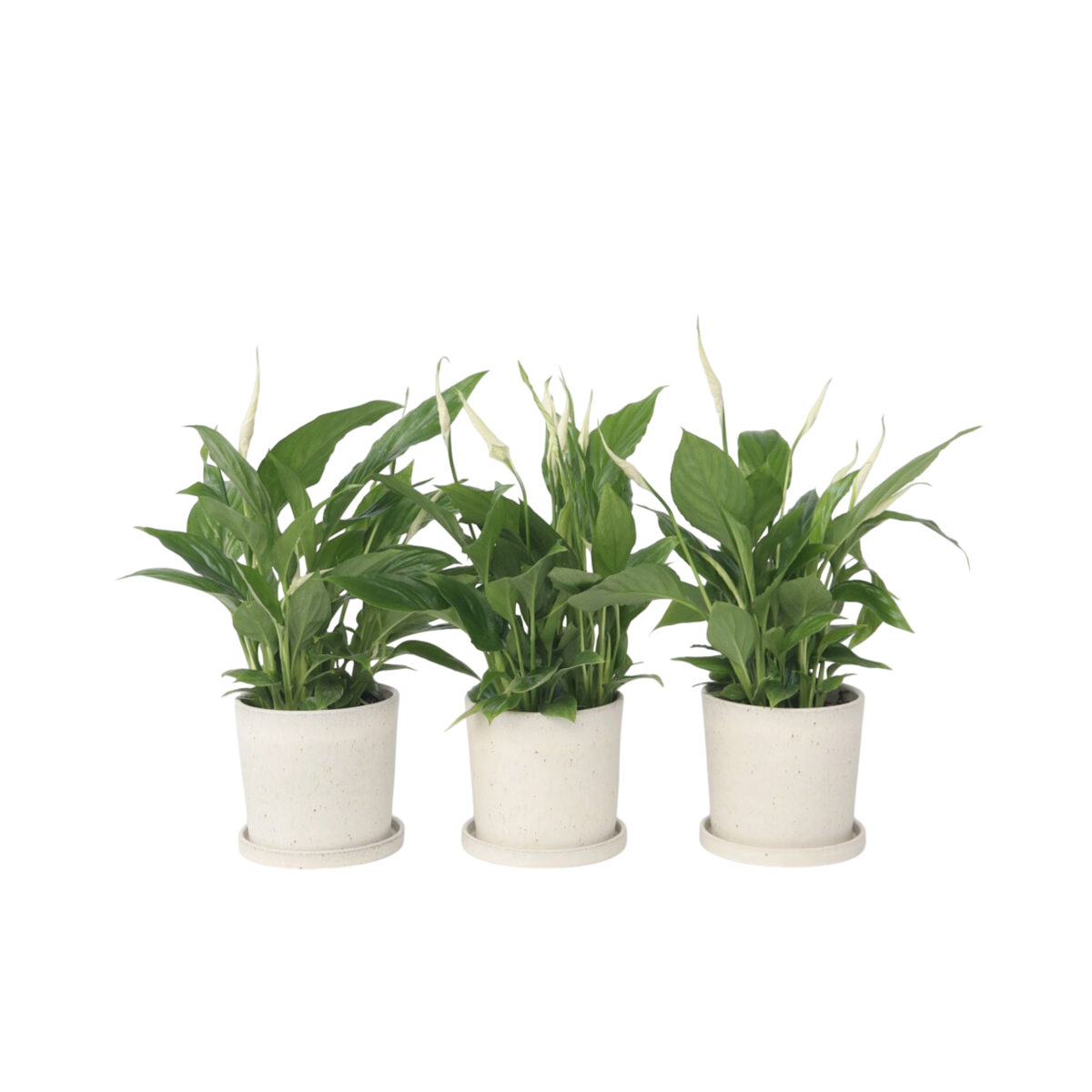 Peace lilly - 3 pcs. - Spathiphyllum 'Torelli' - Height 30-45cm - ⌀12cm